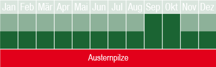 Austernpilze